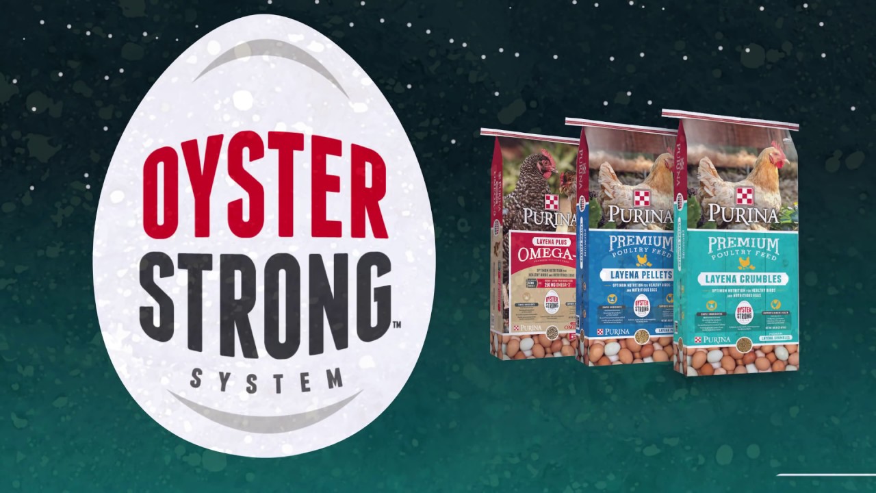 purina oyster strong